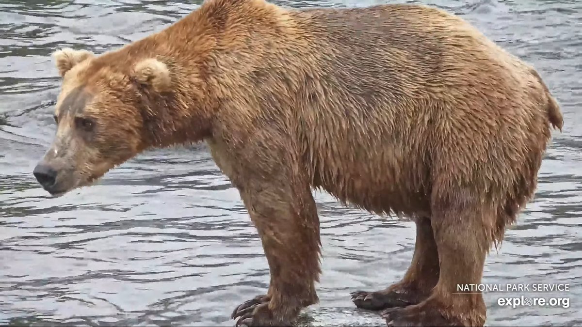 irukanigohan's tweet photo. サケ狙うアラスカのヒグマ 7/3）

[ LIVE Brooks Falls - Katmai National Park, Alaska 2026 ]
ライブ⇒https://t.co/AwB06EPbsq

閲覧注意かも）昨年、心に残るは、サナダムシのお尻から川への排出⇒https://t.co/eW6hAUxriD

前年⇒https://t.co/AiafPuXpJd

前回⇒https://t.co/HCRtNxTuBw . https://t.co/mwnB9VmkMx