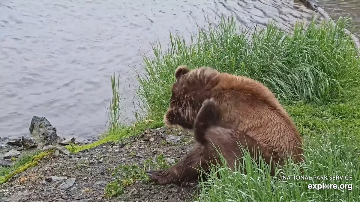 irukanigohan's tweet photo. サケ狙うアラスカのヒグマ 7/3）

[ LIVE Brooks Falls - Katmai National Park, Alaska 2026 ]
ライブ⇒https://t.co/AwB06EPbsq

閲覧注意かも）昨年、心に残るは、サナダムシのお尻から川への排出⇒https://t.co/eW6hAUxriD

前年⇒https://t.co/AiafPuXpJd

前回⇒https://t.co/HCRtNxTuBw . https://t.co/mwnB9VmkMx