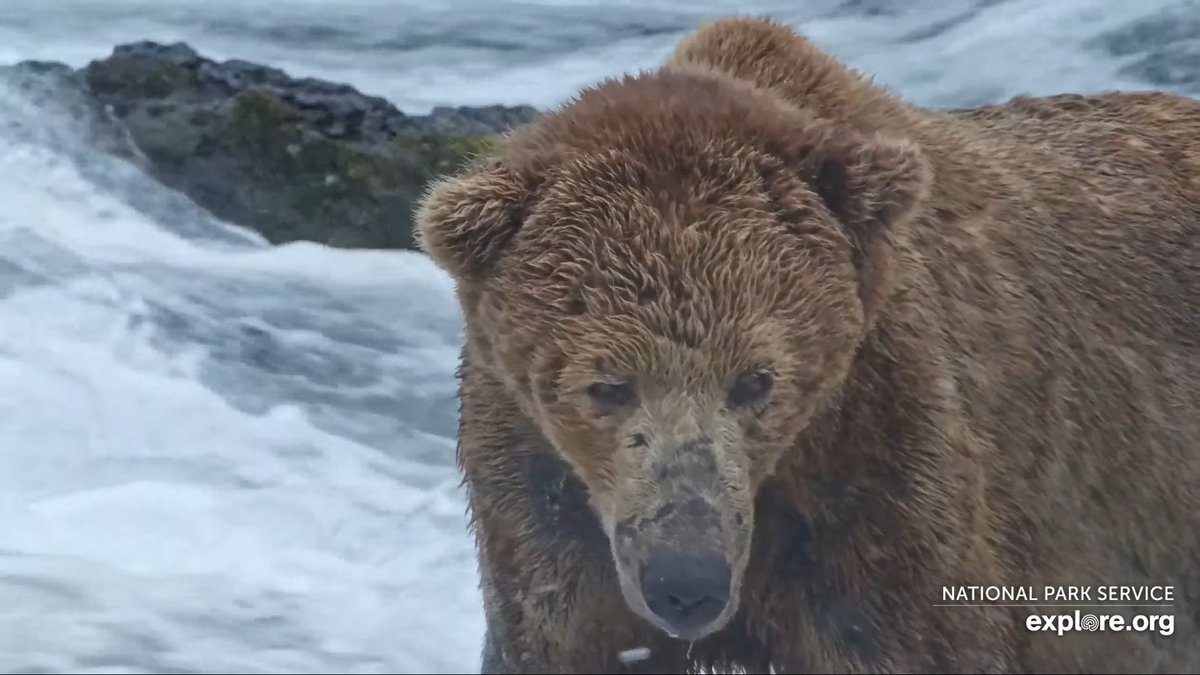 irukanigohan's tweet photo. サケ狙うアラスカのヒグマ 7/3）

[ LIVE Brooks Falls - Katmai National Park, Alaska 2026 ]
ライブ⇒https://t.co/AwB06EPbsq

閲覧注意かも）昨年、心に残るは、サナダムシのお尻から川への排出⇒https://t.co/eW6hAUxriD

前年⇒https://t.co/AiafPuXpJd

前回⇒https://t.co/HCRtNxTuBw . https://t.co/mwnB9VmkMx
