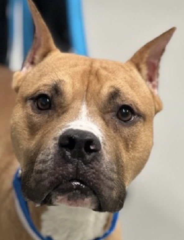 MoishesMom's tweet photo. 🚨 🆕 Stray Pibble 💉🎯 NYCACC 🚨
Junebugg is a 1️⃣ year old boy who arrived stray to the Queens Pound in NYC 6️⃣ days ago…he’s 4️⃣9️⃣ pounds
Junebugg’s Limited Bio ℹ 🔗 ⬇️
https://t.co/hj7DZN52Fc
Junebugg has a look that is concerning—he’s not at all impressed by this outfit and he looks strong willed and confident…he needs an exit plan….he’s a Ginger Pibble….
DM @notthesameone2 to start the application process before he’s placed on the at risk list….