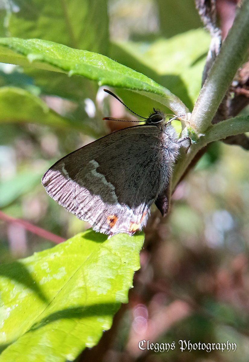 SewellLeigh's tweet photo. It's been a few years since I've seen one of these basking, they always seem to be hiding , but I'm remaining hopeful 😅

Purple hairstreak (Favonius Quercus)😊

#insectthursday #thursdaymorning #insects #butterflies #macro #nature https://t.co/VCInJEoBT4