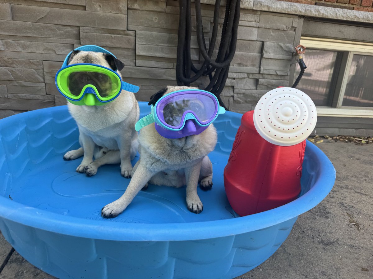 IgorPugDog's tweet photo. Rub a dub dub … 2 pugs in a tub 

#heatwave #pug #scuba #poolday https://t.co/2Q0oHOg4iT