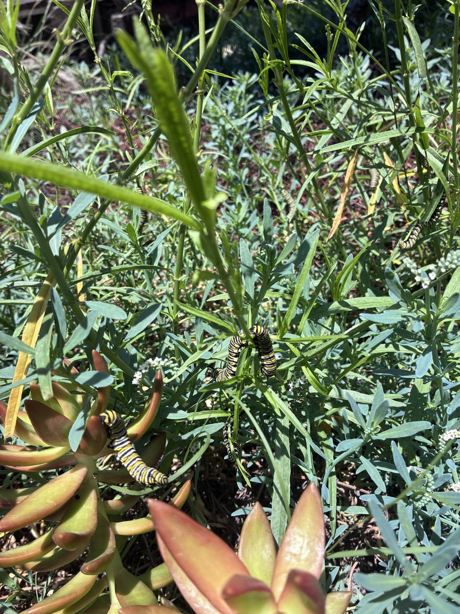 MissHighOne's tweet photo. I spy with my little eye caterpillars. 🐛 https://t.co/4yv5IeZ6Ts