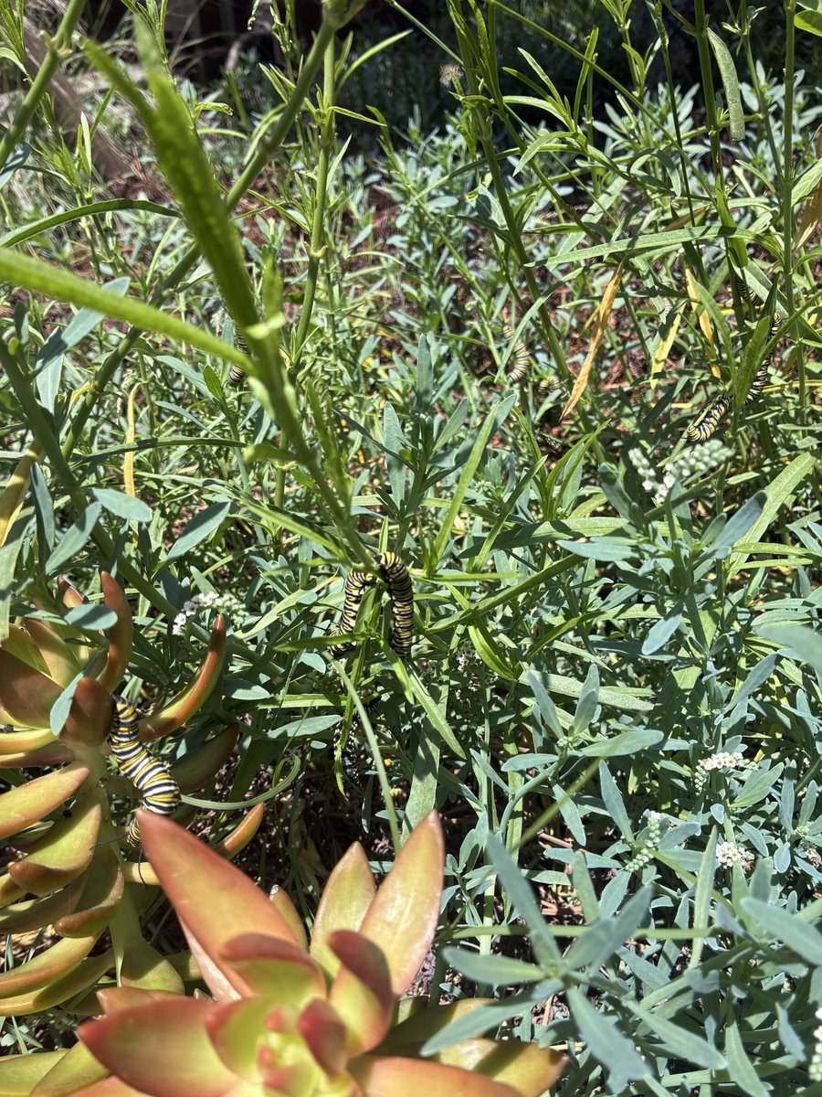 MissHighOne's tweet photo. I spy with my little eye caterpillars. 🐛 https://t.co/4yv5IeZ6Ts