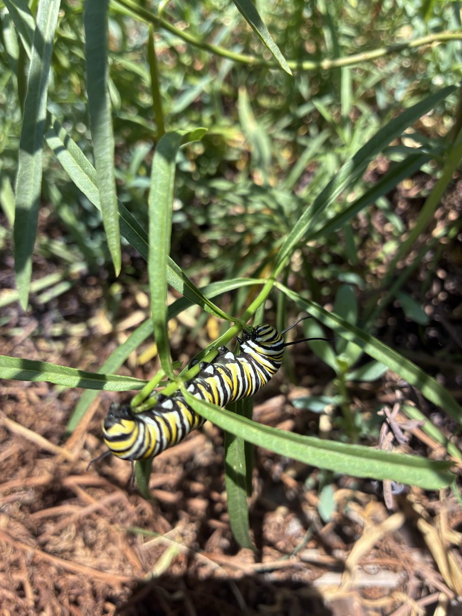 MissHighOne's tweet photo. I spy with my little eye caterpillars. 🐛 https://t.co/4yv5IeZ6Ts