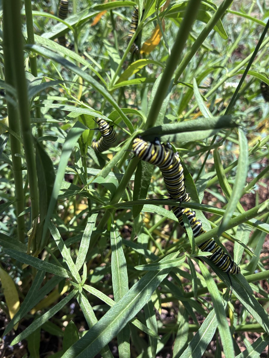MissHighOne's tweet photo. I spy with my little eye caterpillars. 🐛 https://t.co/4yv5IeZ6Ts