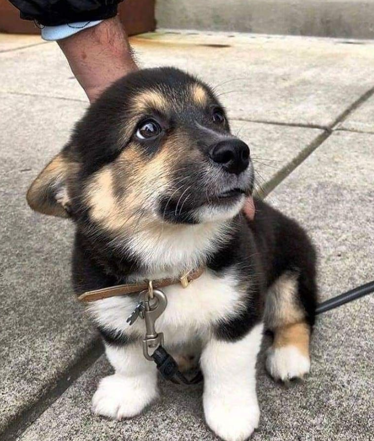 BestinDogs's tweet photo. I need the coolest name! All ideas are welcome!😇 https://t.co/uEnmxpHa4Y