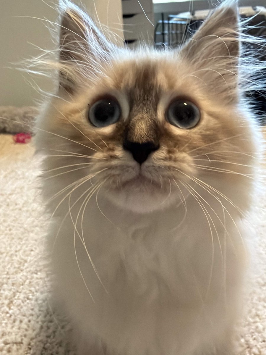 BuildIntoGames's tweet photo. forgot to hype up the update! we've been training our new dev kitty, see yall SATURDAY! https://t.co/k7kn2iOKGs