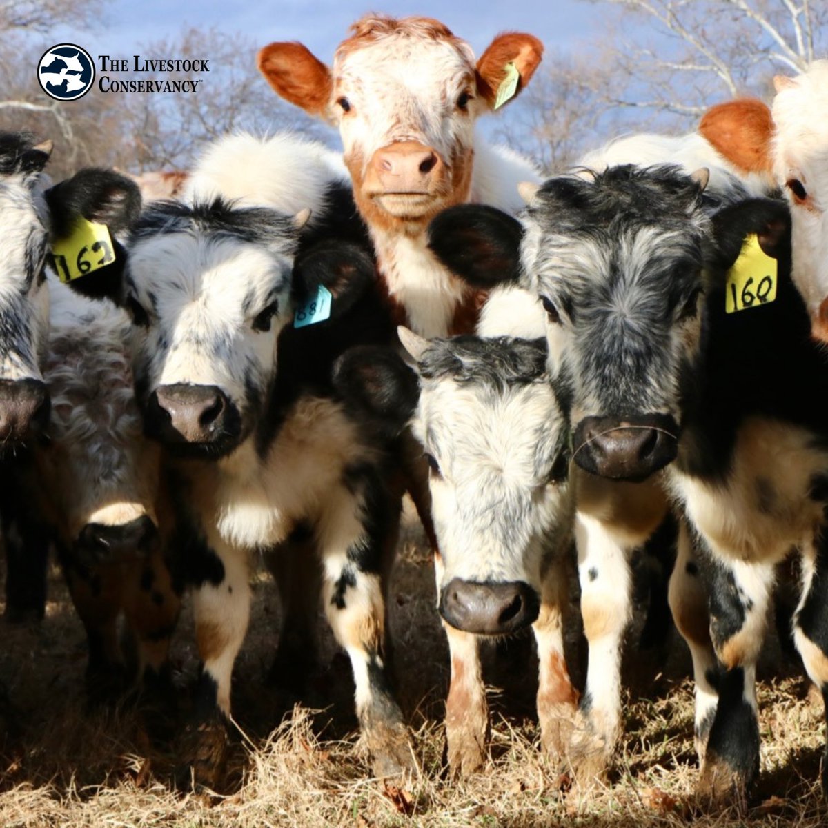 The Livestock Conservancy tweet media