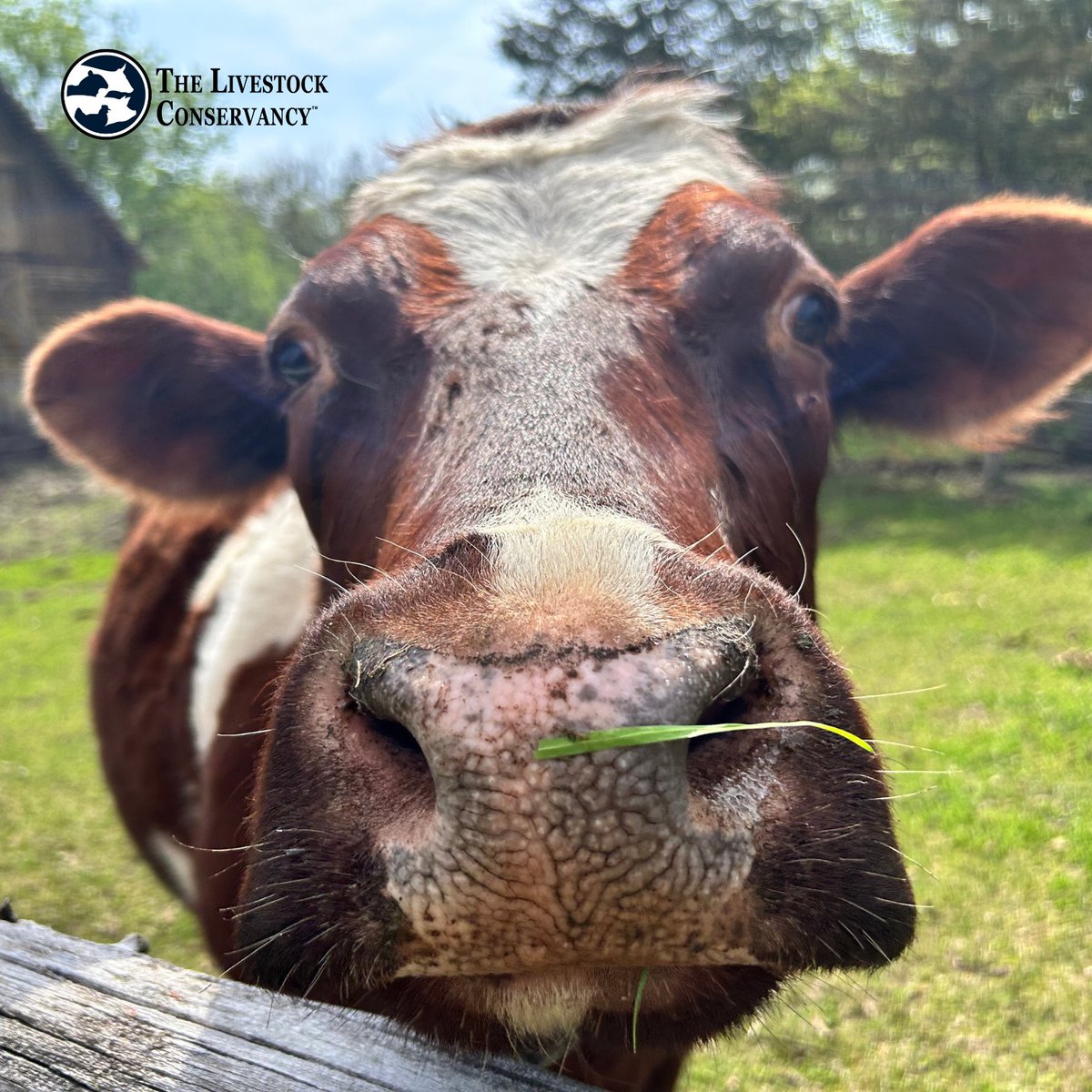 The Livestock Conservancy tweet media