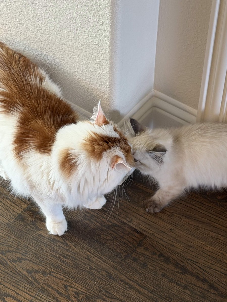 BuildIntoGames's tweet photo. forgot to hype up the update! we've been training our new dev kitty, see yall SATURDAY! https://t.co/k7kn2iOKGs