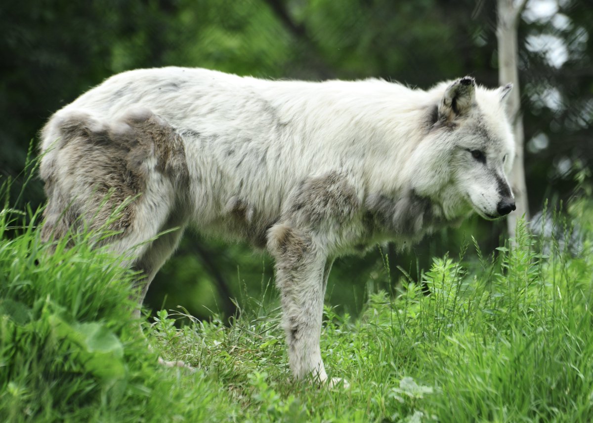cliche_mist's tweet photo. Chinook, today at @assiniboinezoo #GreyWolf #NikonD700 #NikonPhotography https://t.co/aBgWoUIijh