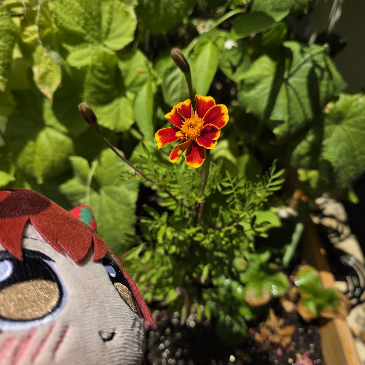 JhonHearerer's tweet photo. The marigold is is blooming 🥹 https://t.co/Fo6YTJuCUj