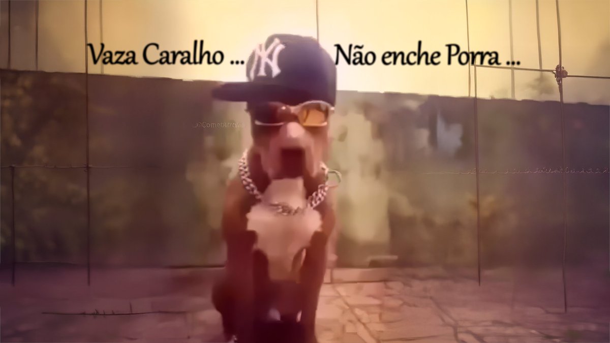 dibicass's tweet photo. wallpaper q fiz do cachorro "vaza caralho" https://t.co/f7bpBKqgWa