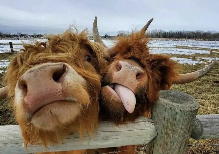 DailyCattle's tweet photo. ★ | The honk and shoo brothers https://t.co/oYV5KI5iGo