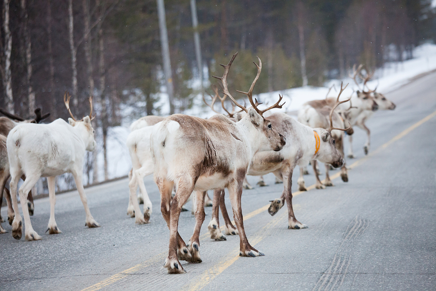 AnytimeTravel_'s tweet photo. Can't make it all the way up to Lapland but still want to meet a reindeer? There's a spot 30 km outside Helsinki that does the trick.

Nuuksio Reindeer Park sits inside Nuuksio National Park — it's actually the southernmost place in Finland where you can see reindeer. You feed... https://t.co/DZsb3I07M5