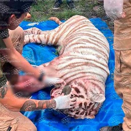 YoAmoaLaCiencia's tweet photo. ¿Quién le disparó a un tigre durante un rescate? 
Autoridades de Delfina Gómez y Guardia Nacional eran las únicas con armas de fuego en el operativo

Murió un tigre tras haber recibido un disparo con arma de fuego y sedación en el Estado de México. 

Supuestamente el animal al tratar de huir intentó atacar a uno de los presentes, por lo que le dispararon para “neutralizar el riesgo”.

Kenzo fue buscado durante cinco días después de escapar de un recinto privado en Tepetlaoxtoc, movilizó durante cinco días a autoridades municipales, estatales y federales, obligó a suspender clases en comunidades cercanas. 

85 personas participaron en el operativo, más agentes caninos que localizaron y rodearon al tigre. 

¿Quién disparó? 

En ese despliegue las únicas corporaciones que legalmente portaban armas de fuego eran las autoridades del Estado de México, bajo el gobierno de Delfina Gómez, y la Guardia Nacional. 

¿Para qué llevaron expertos en control animal sí un agente que no está capacitado para el manejo de fauna decidió contener con un balazo? 

No hubo ataque y no se reportan heridos. 

Kenzo durante los cinco días que estuvo suelto ni siquiera cazó animales para alimentarse.

Si PROFEPA convocó especialistas en grandes felinos, ¿por qué el operativo terminó con decenas de personas y un disparo de arma de fuego? 

Un rescate de fauna silvestre no debería convertirse en una operación donde cualquiera interviene mientras la vida del animal y de las personas depende de decisiones tomadas en segundos.

Mariana Boy debe explicar quién dirigía técnicamente el operativo, quién autorizó que tantas personas participaran en la fase de captura. 

Cuál era la función específica de cada institución y por qué el desenlace fue que mataron al tigre que debían rescatar.