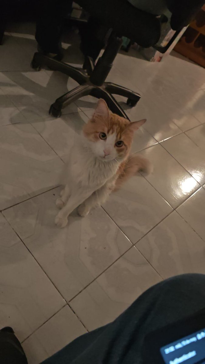 andy_ar89's tweet photo. @BuildIntoGames Bigote says hello. https://t.co/8Jlhw8pTSw