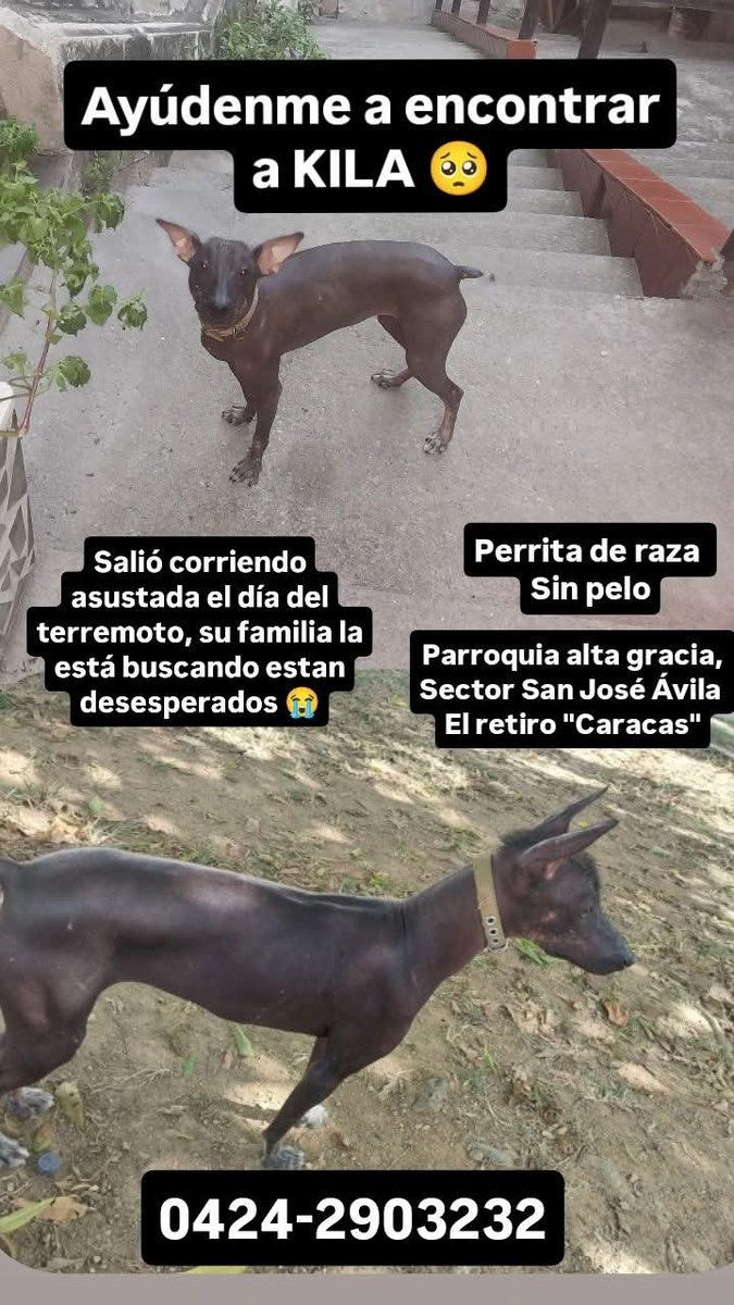PerroUsuario's tweet photo. Se busca a Kila en San José del Ávila, Altagracia Caracas https://t.co/6R70CmwSn6