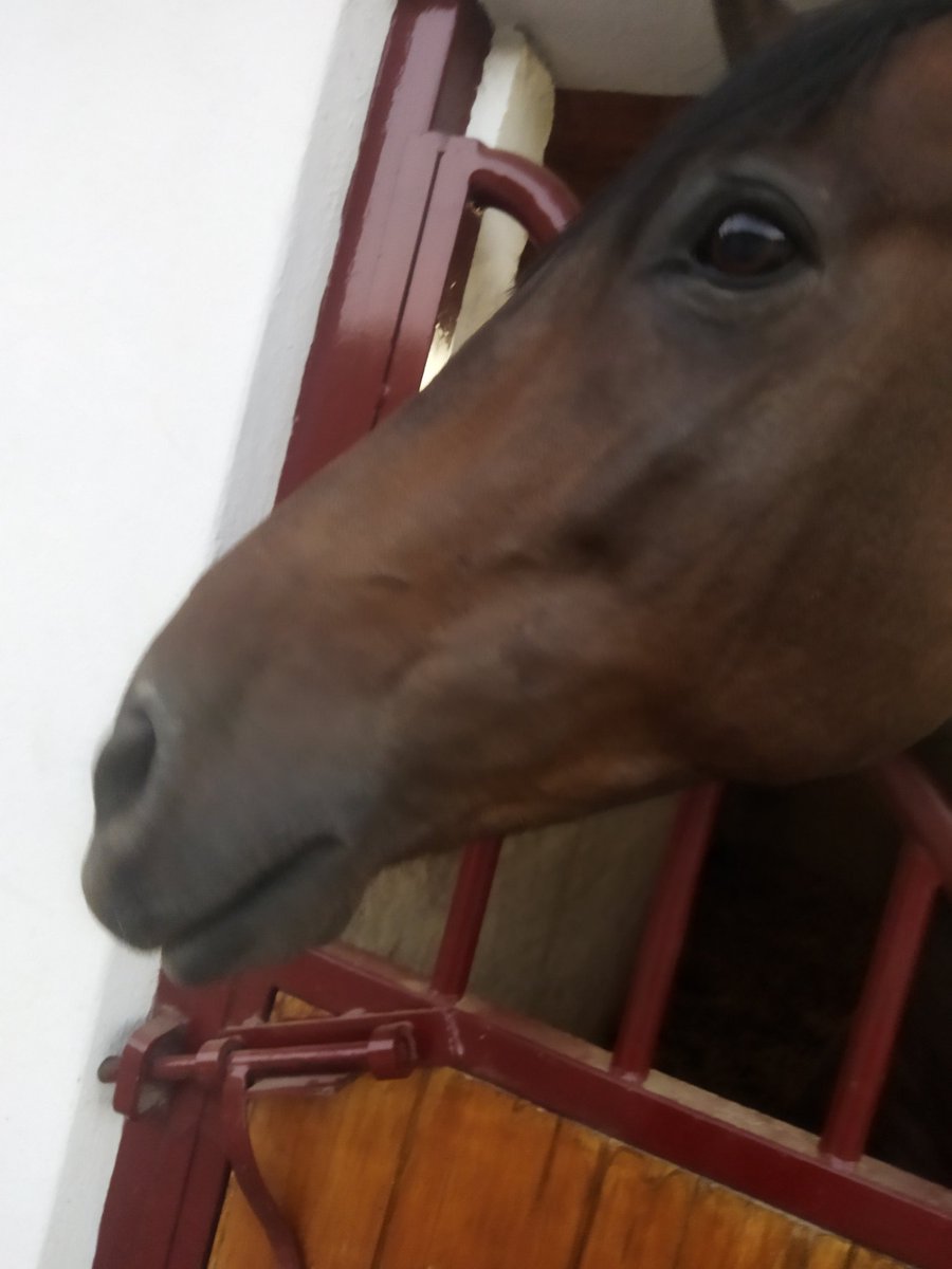 RedMilesAway's tweet photo. Fuxk you dirk strider this is my Horse now 
#stoleyourhorse #homestuck ? https://t.co/u6LsKcGwhf