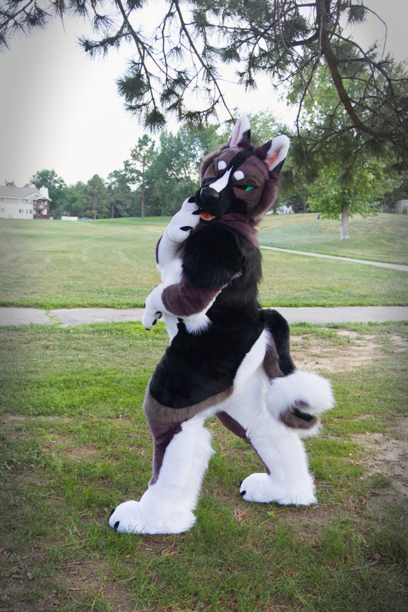 cowdogcoyote's tweet photo. SURPRISE! Juniper, my new American Akita suit by @FoxtrotFursuits ! 

See yall critters at AC 🤠 

📸 @Pengo_the_otter https://t.co/qk4TEW6mSg