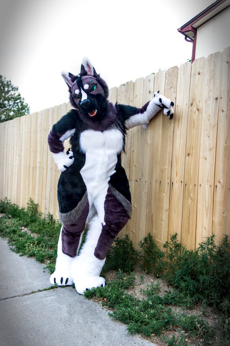 cowdogcoyote's tweet photo. SURPRISE! Juniper, my new American Akita suit by @FoxtrotFursuits ! 

See yall critters at AC 🤠 

📸 @Pengo_the_otter https://t.co/qk4TEW6mSg