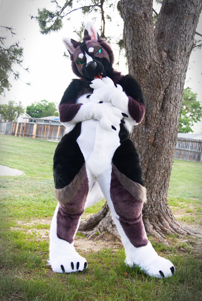 cowdogcoyote's tweet photo. SURPRISE! Juniper, my new American Akita suit by @FoxtrotFursuits ! 

See yall critters at AC 🤠 

📸 @Pengo_the_otter https://t.co/qk4TEW6mSg