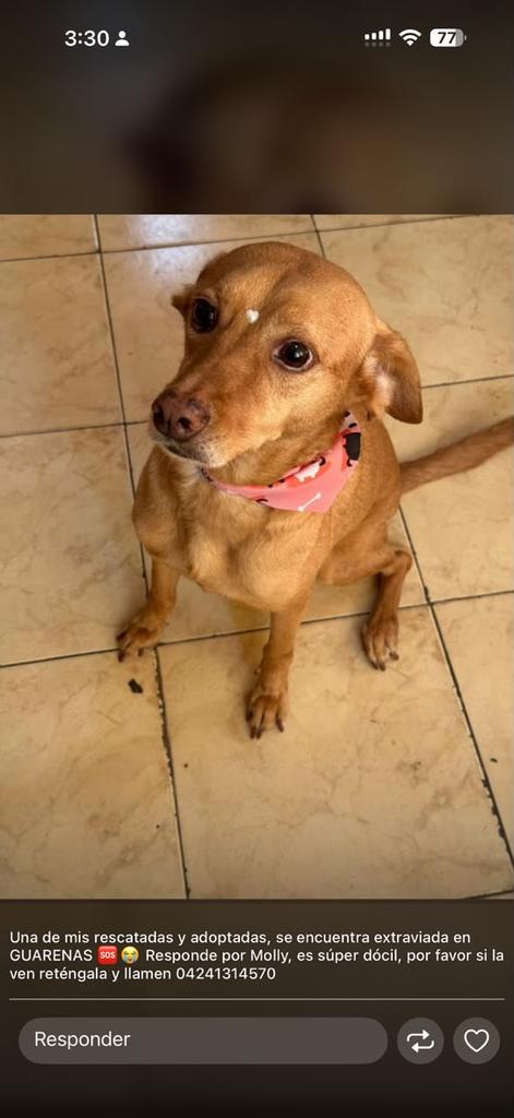 yaracalcagno's tweet photo. Difundo. Está extraviada en las zonas de Guarenas-Guatire, si la encuentran por fa avisen al 04241314570😔💔 es una rescatada de la fundación ayudemosapluto. Muchas gracias de antemano https://t.co/45SsuFUzDZ