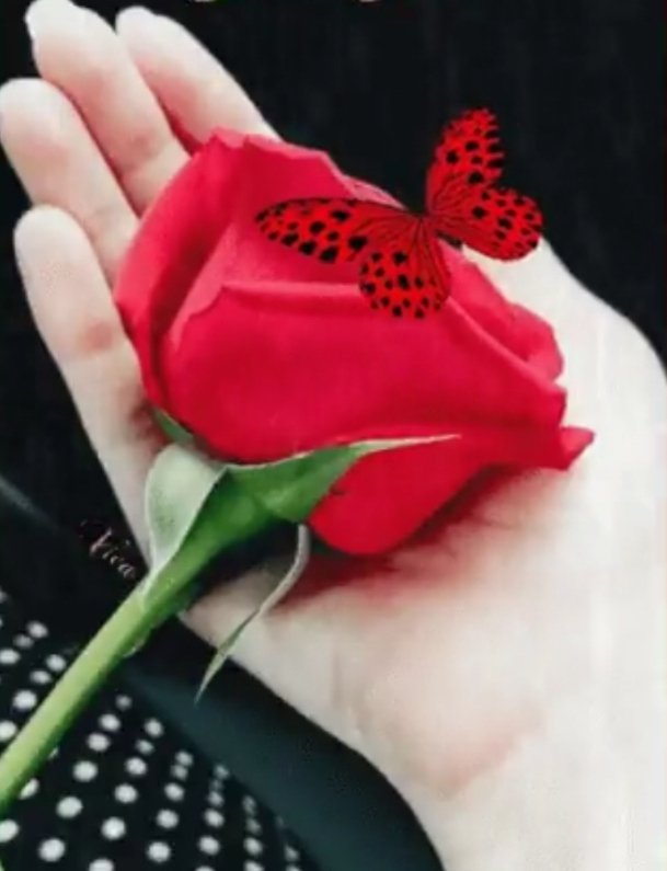 alslamh_s's tweet photo. سلامي لإحساسك المرهف الشفيف . https://t.co/EKe6xVnixU