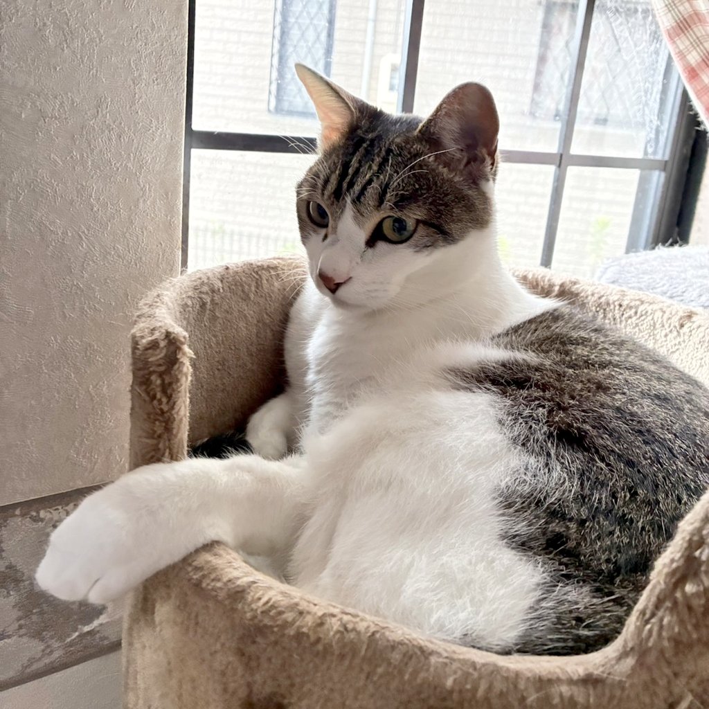 watakin007's tweet photo. おはようございます😀😸
つむぎニャン😸♂(3歳)
😃「懐かしい人と会って来た✨」
😸「どんな感じ❓」
😊「ニャンズ集会のようかな✌️」
😸「ご飯よろしく✨」
2人だけだったけど良い話ができた🥰✨
よい1日を*˙︶˙*)ﾉ"🍀*゜
 #猫のいる暮らし  #キジシロ  #つむぎニャン #猫 #cat
#AIお試し (お茶会☕) https://t.co/RWJumBgWNX