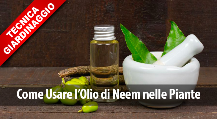 bestprato's tweet photo. Come Usare l’Olio di Neem nelle Piante - https://t.co/nm0UvPr7de https://t.co/AGDmRHcGYU