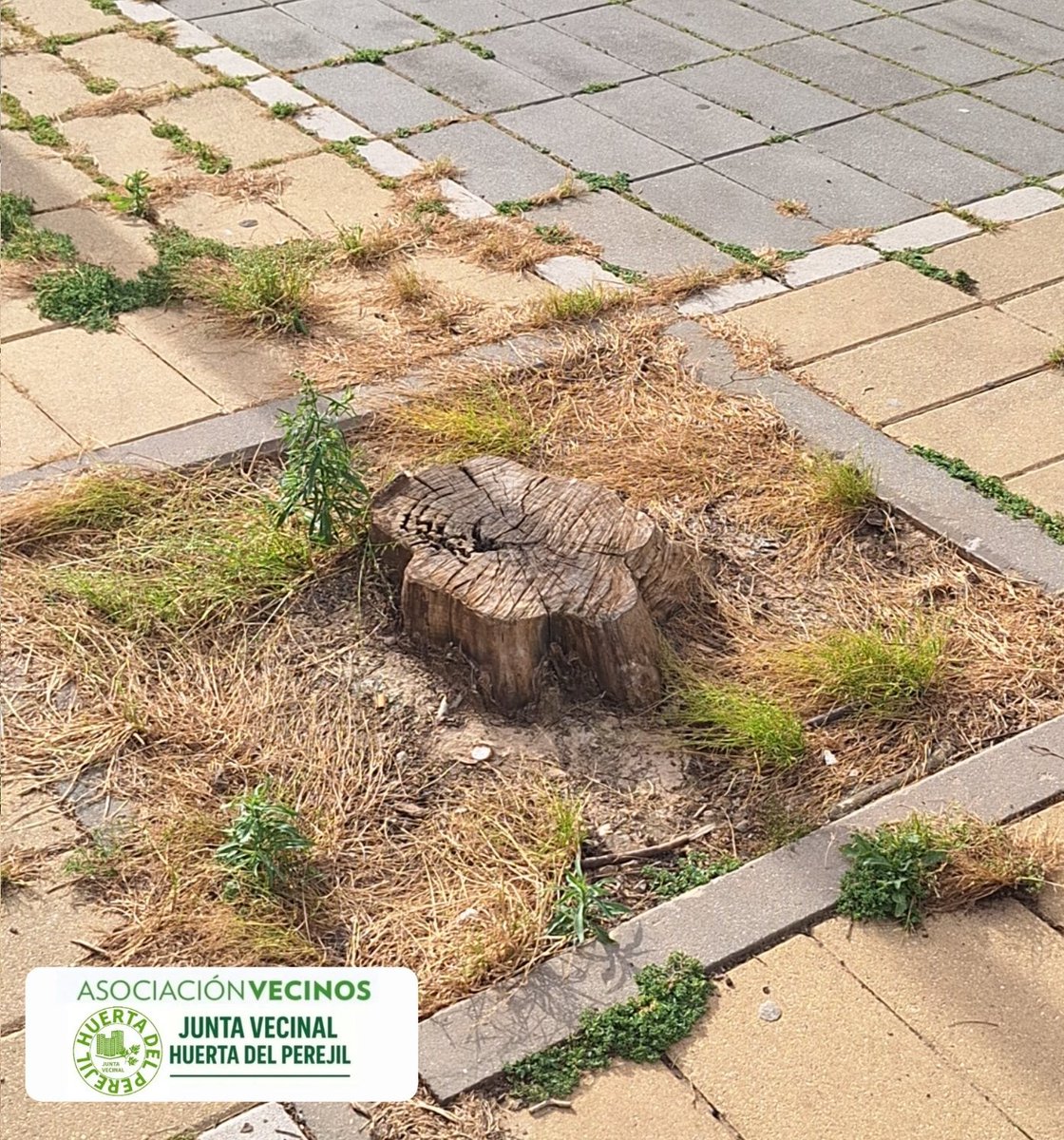 huertadlperejil's tweet photo. ❓ ¿Cuándo 🌳 @Ayto_Sevilla incorporará cerca de ... árboles nuevos en la calle Carteros?
🚧 Mientras otras zonas ganan sombra, el #BarrioLosCarteros sigue esperando. Hay numerosos alcorques vacíos y calles donde el arbolado nunca se ha repuesto.
#solicitudvecinal  
🌡️ Los vecinos llevamos años reclamando más árboles para combatir el calor, mejorar la calidad del aire y hacer el barrio más habitable. #ParticipacionVecinal 
🌿 No pedimos un lujo, pedimos que se reponga el arbolado y se cumpla con el barrio.
#juntoshacemosbarrio
#Somosbarrio
⏳ Menos promesas. 🌳 Más árboles. 🌞 Más sombra. 👥 Más calidad de vida.
@Ayto_Sevilla
@Mj_torres2
@Dto_Norte 
@jdelarosa100 @eveliarincon  @jlsanzalcalde @PPAytoSevilla
@JuanToAragon
@pedroajaime 
@MyriamDRguez
@pinomontanopsoe @PSOEAytoSevilla 
@antoniomunozsev 
@SusanaHornillo 
@VOX_SevCapital 
@LipasamSevilla 
@ismaelsc_
@soniagaya1
@fuentesmedrano
@frgalisteo
@Nacho_gonfer