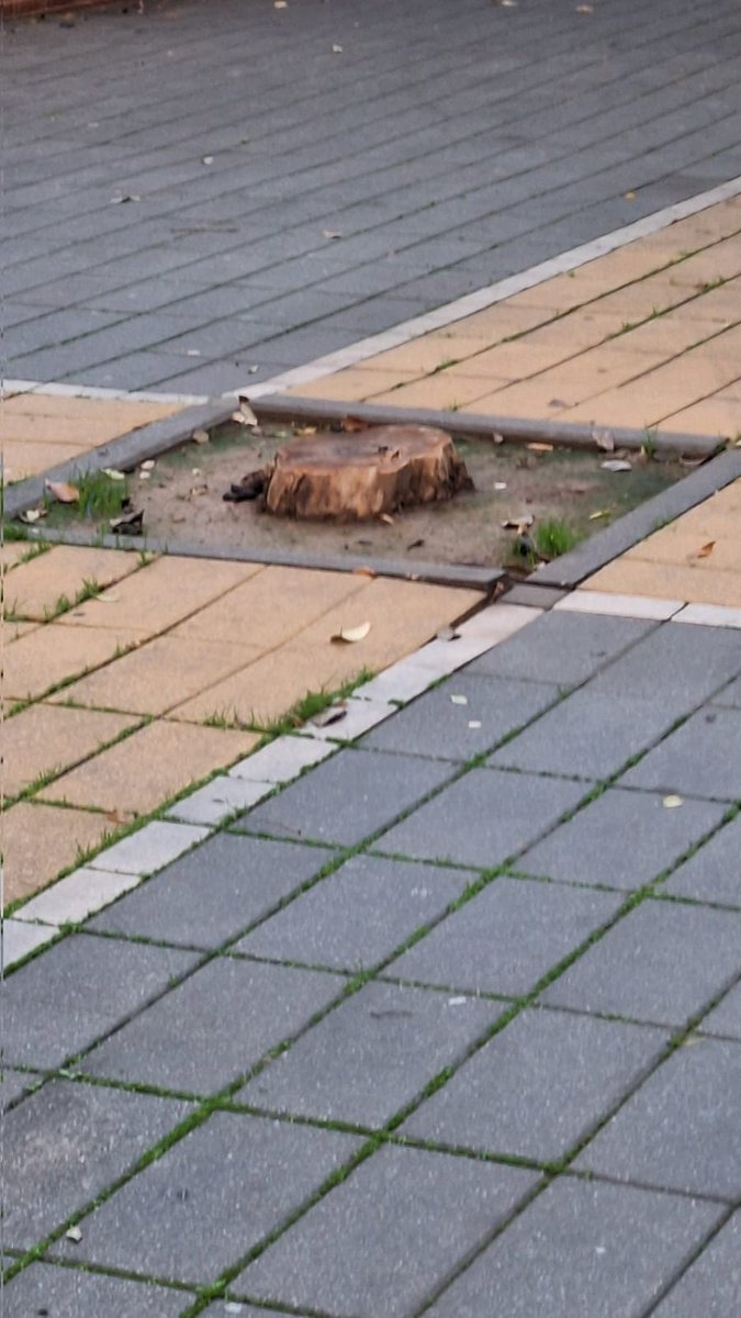 huertadlperejil's tweet photo. ❓ ¿Cuándo 🌳 @Ayto_Sevilla incorporará cerca de ... árboles nuevos en la calle Carteros?
🚧 Mientras otras zonas ganan sombra, el #BarrioLosCarteros sigue esperando. Hay numerosos alcorques vacíos y calles donde el arbolado nunca se ha repuesto.
#solicitudvecinal  
🌡️ Los vecinos llevamos años reclamando más árboles para combatir el calor, mejorar la calidad del aire y hacer el barrio más habitable. #ParticipacionVecinal 
🌿 No pedimos un lujo, pedimos que se reponga el arbolado y se cumpla con el barrio.
#juntoshacemosbarrio
#Somosbarrio
⏳ Menos promesas. 🌳 Más árboles. 🌞 Más sombra. 👥 Más calidad de vida.
@Ayto_Sevilla
@Mj_torres2
@Dto_Norte 
@jdelarosa100 @eveliarincon  @jlsanzalcalde @PPAytoSevilla
@JuanToAragon
@pedroajaime 
@MyriamDRguez
@pinomontanopsoe @PSOEAytoSevilla 
@antoniomunozsev 
@SusanaHornillo 
@VOX_SevCapital 
@LipasamSevilla 
@ismaelsc_
@soniagaya1
@fuentesmedrano
@frgalisteo
@Nacho_gonfer