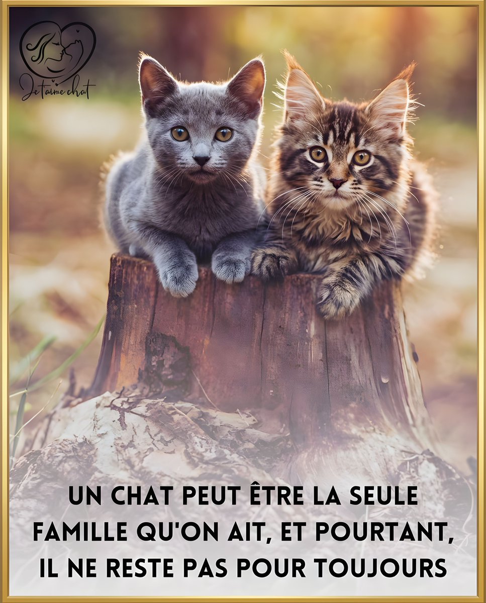 jtmchat's tweet photo. Rejoins la famille Je t'aime Chat πΎ π @jtmchat |
........#ChatsDeFrance #VieDeChat #AmourDeChat #ChatDuJour #Ronron #ChatLovers #UniversDesChats https://t.co/xYBBJqtt8X