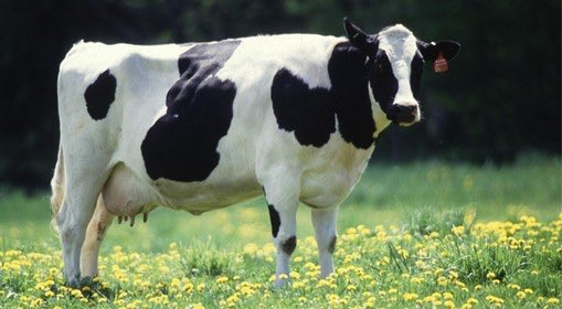PsyGuy007's tweet photo. 🚨 🇫🇷 CHOC : Un homme de 58 ans VI0LE une VACHE devant une ADOLESCENTE à Fretin

Un homme de 58 ans a comparu lundi devant le tribunal judiciaire de Lille pour EXHIBITION SEXU€LLE et ATTEINTE SEXU€LLE SUR ANIMAL.

Les faits se sont déroulés en juillet 2024 à Fretin, dans le Nord.

Le QUINQUAGÉNAIRE DÉGÉNÉRÉ a été surpris le pantalon baissé par un promeneur en train de VI0LER une vache dans une pâture.

Le passant a FILMÉ la scène.

Une ADOLESCENTE a également été témoin de l’ABUS SEXU€L. Cette dernière a dans un premier temps pensé que l’homme aidait l’animal à mettre bas, avant de comprendre L’IMPENSABLE.

« DEMAIN, CE SERA UNE JOGGEUSE QU’IL VA ATTRAPER : IL LUI FAUT DES SOINS ! », s’est exclamée la propriétaire de la vache à la barre.

« Je ne me rappelle plus, j’avais bu de la bière » s’est justifié le prévenu.

Sauf que le quinquagénaire a DÉJÀ ÉTÉ CONDAMNÉ À PLUSIEURS REPRISES, notamment pour des AGR€SSIONS SEXU€LLES.

Il a été condamné lundi à un an de prison, dont six mois avec sursis, avec une obligation de soins psychologiques et addictologiques.