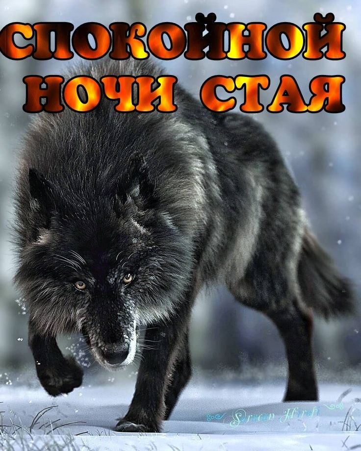 elogiasinerosa's tweet photo. Факты о волках:
10. У каждого волка уникальный тембр голоса. Волчица-мать может различить писк своего щенка среди сотни других, и никогда не перепутает чужого. #JusticeForValko #恋与深空 #敖尹
#LoveAndDeepspace #LADS
#BringValkoBack #SaveValko
#BringBackValko #LADSValkoReturn https://t.co/XrnbJgkYSz