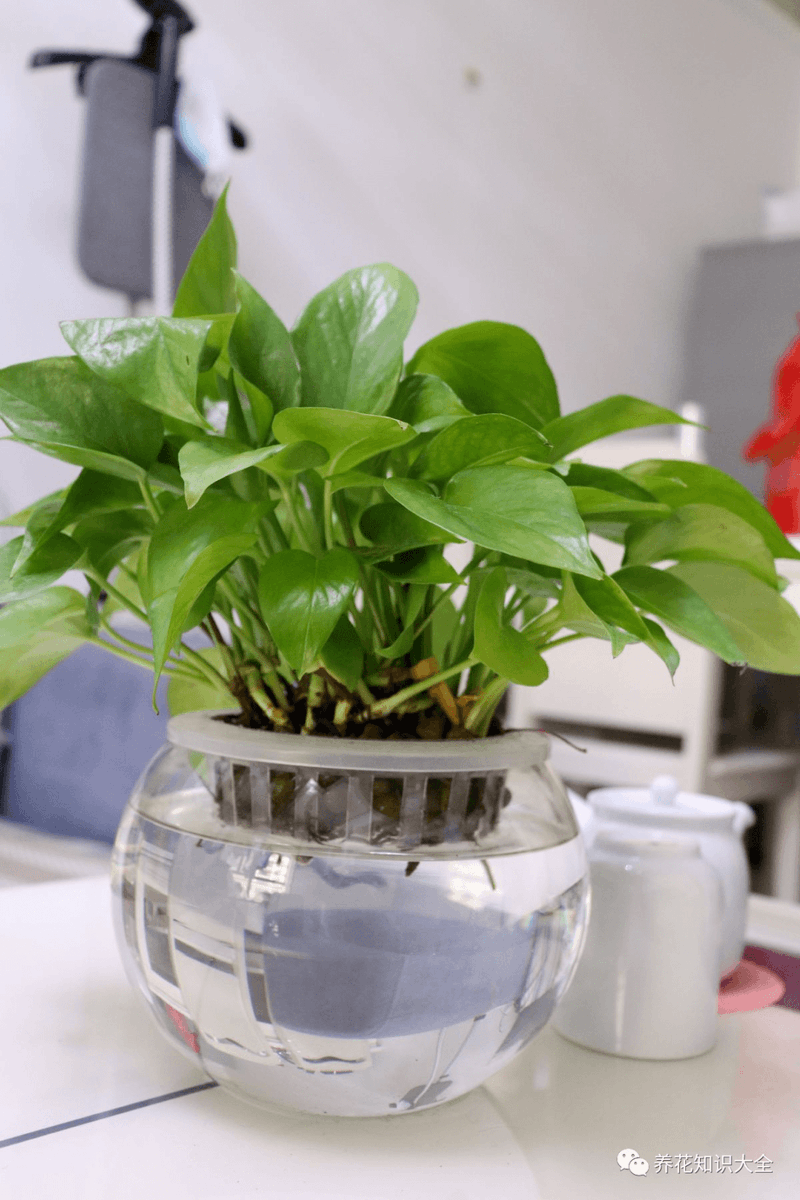 Manssur27's tweet photo. Quick tip for your pothos! Avoid overwatering – let the top 2 inches of soil dry out before next watering. It’ll keep your leafy friend thriving!， https://t.co/aUdZwkFyFD