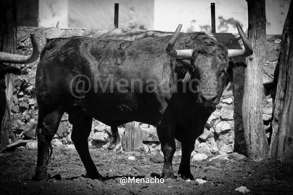 objetivoeltoro's tweet photo. 💥Todo el mundo loco con el bellezón del "carbonero" de #CebadaGago de #Pamplona ...
Pero a nosotros, el que nos tiene locos de verdad, es CEPILLITO-78
#sanfermines2026 https://t.co/m7WWxvTNXY