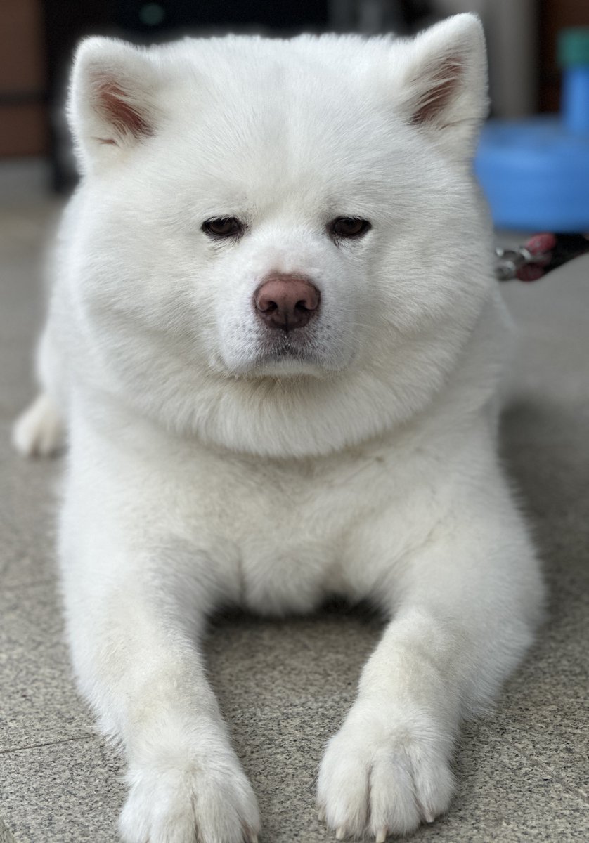 miqik's tweet photo. おはようございます☔️

 #秋田犬 https://t.co/UenBcg9k6b