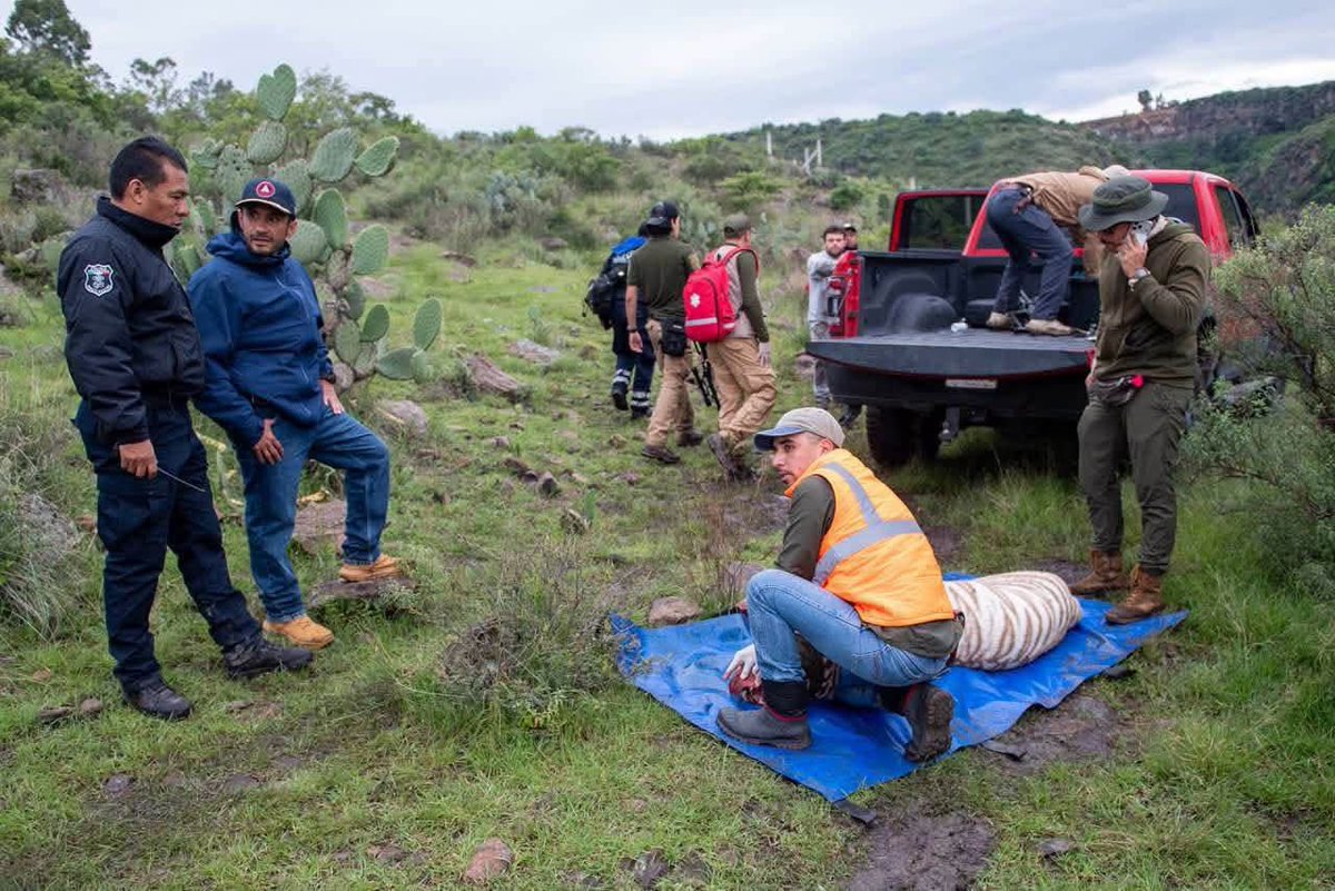 monicagarzag's tweet photo. Se reporta extraoficialmente la muerte de Kenzo. 
@Ernestozazueta9, presidente de la @azcarmx señala que el tigre de bengala que fue localizado en Edomex murió por un mal manejo en la sedación; acusa a PROFEPA por los hechos. https://t.co/YcEBe7lGHP