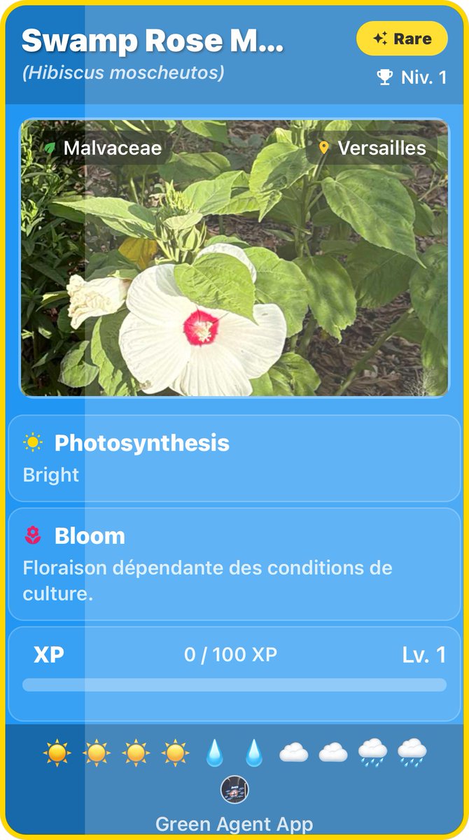 GreenAgentApp's tweet photo. 🌺 Rare card unlocked.

Swamp Rose Mallow.

📍 Versailles, France.

Every walk is a treasure hunt.

#GreenAgent https://t.co/MSuKsa7CWz