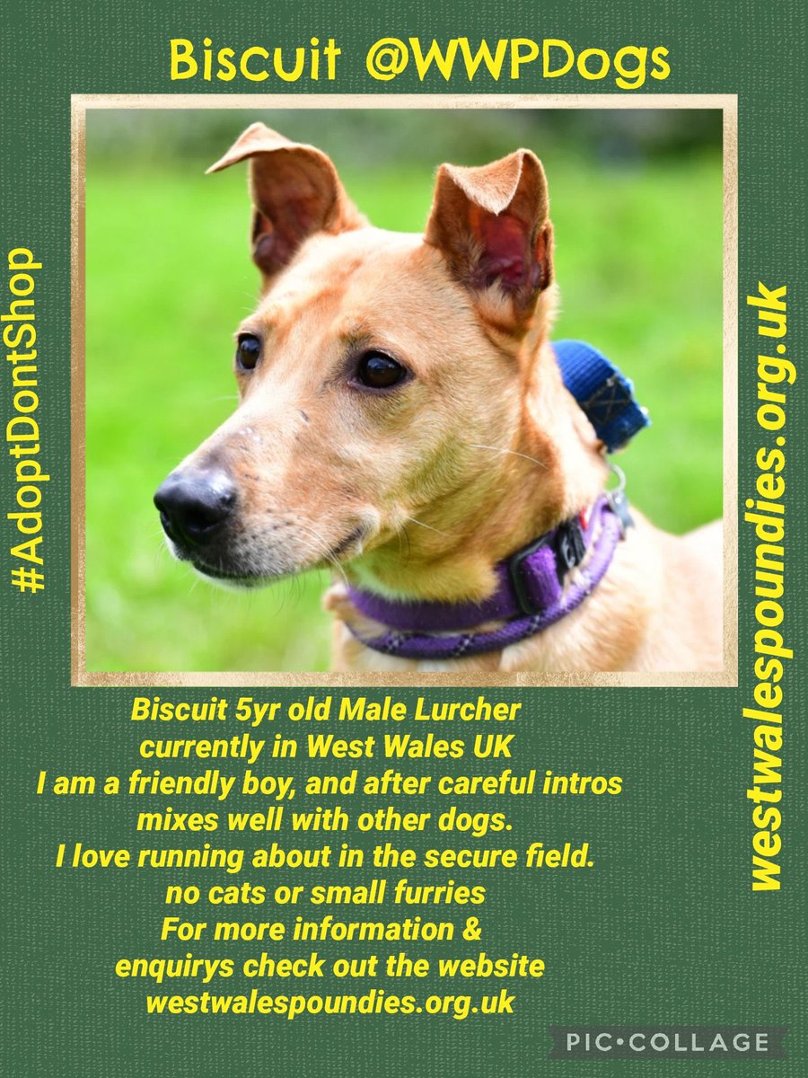karen73984451's tweet photo. #forgottensoulshour
Plz RT and help super duper handsome boy #Biscuit find a super duper home #TeamZay @WWPdogs https://t.co/fhXfElMihu
