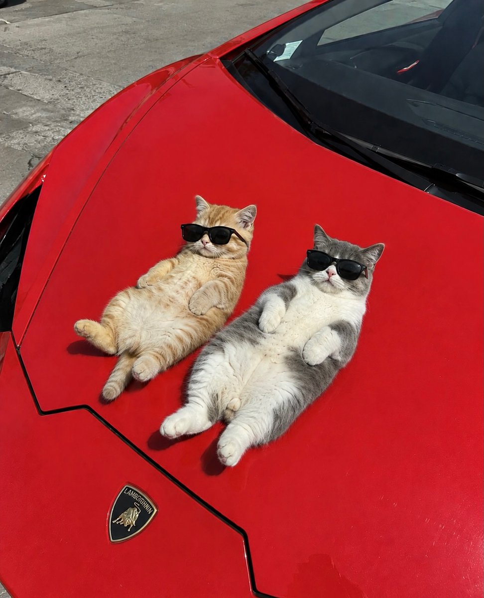 catflixseries's tweet photo. Cool bro https://t.co/JnybrVXZ2O