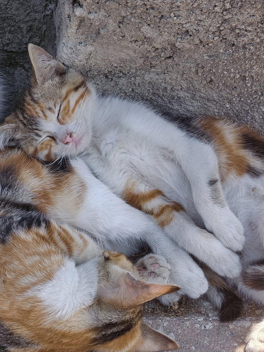 Ordprofessor's tweet photo. Laaan saatlerce güldüm tipitip https://t.co/UgQm65a395