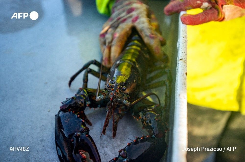 AFPFactCheck's tweet photo. 🦞 US President Donald Trump continues to mislead by claiming foreign fishermen had access to the Northeast Canyons and Seamounts Marine National Monument in the Atlantic Ocean where he recently reversed commercial fishing bans https://t.co/XQe25JIOys https://t.co/tRuBuo8ylc