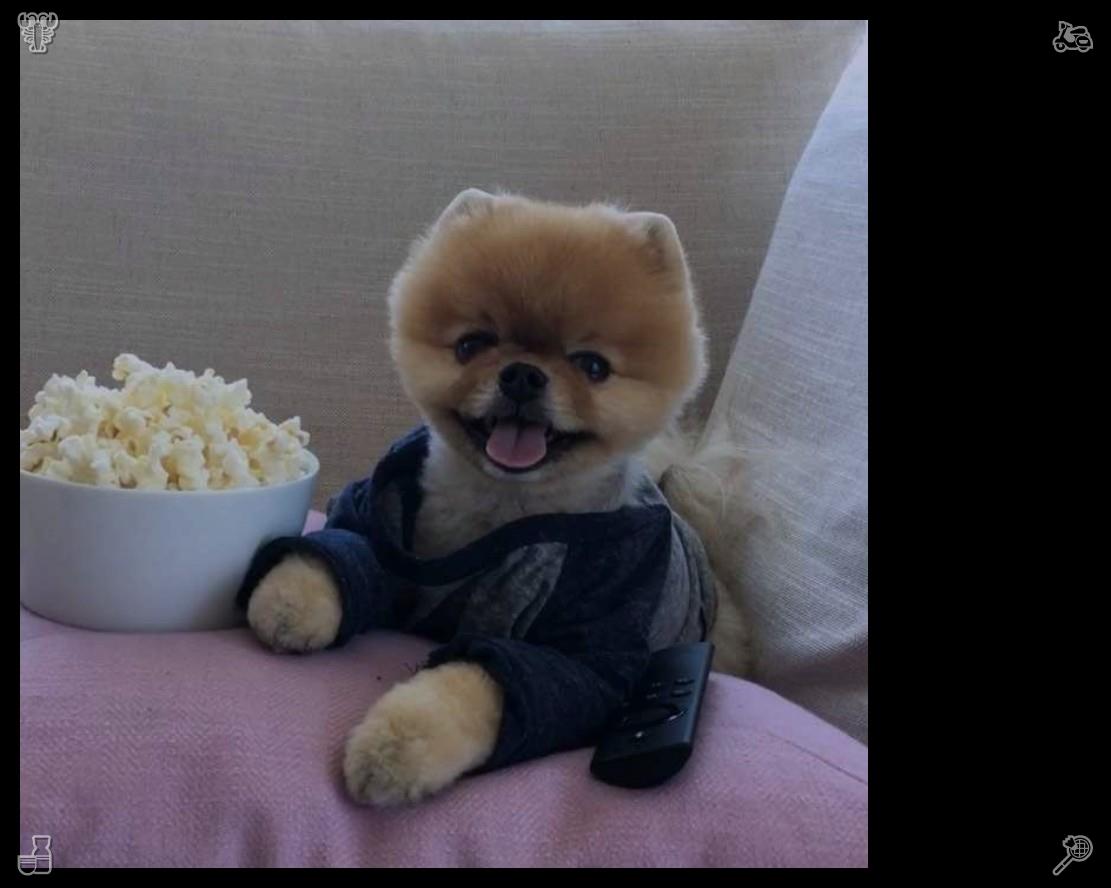 sofiacacosta's tweet photo. Puppies demonstrate bravery and persistence as they overcome minor challenges during play. Their small-scale perseverance inspires others to pursue everyday life goals. 📖Love deeply, forgive quickly. https://t.co/J4SfxEHg8Q