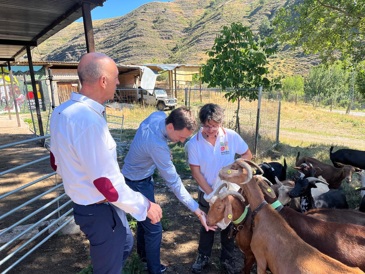 daniosesr's tweet photo. 🐐 El proyecto emblemático “Rebaños de fuego” pone en valor la ganadería tradicional y contribuye a la reducción de masa forestal inflamable en el Camero Viejo contribuyendo a la prevención de incendios. https://t.co/aTBdWYtuMv