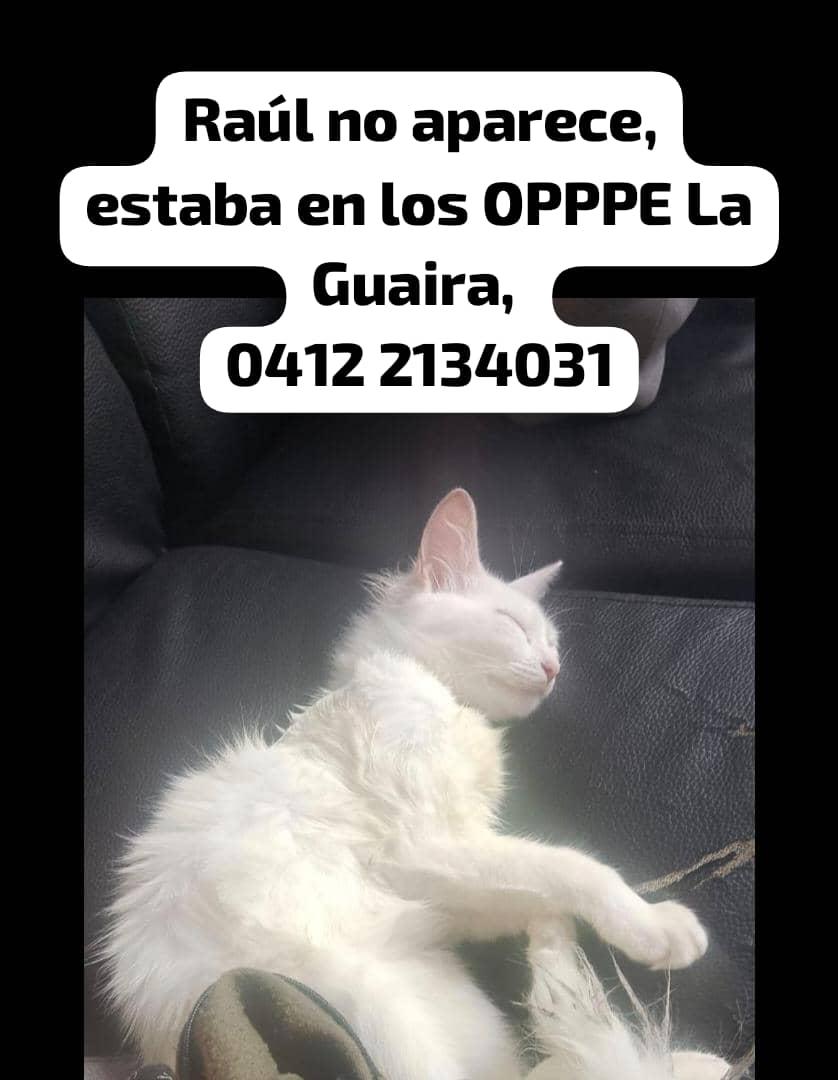 yaracalcagno's tweet photo. Atención se busca https://t.co/wQjk1LgX6j