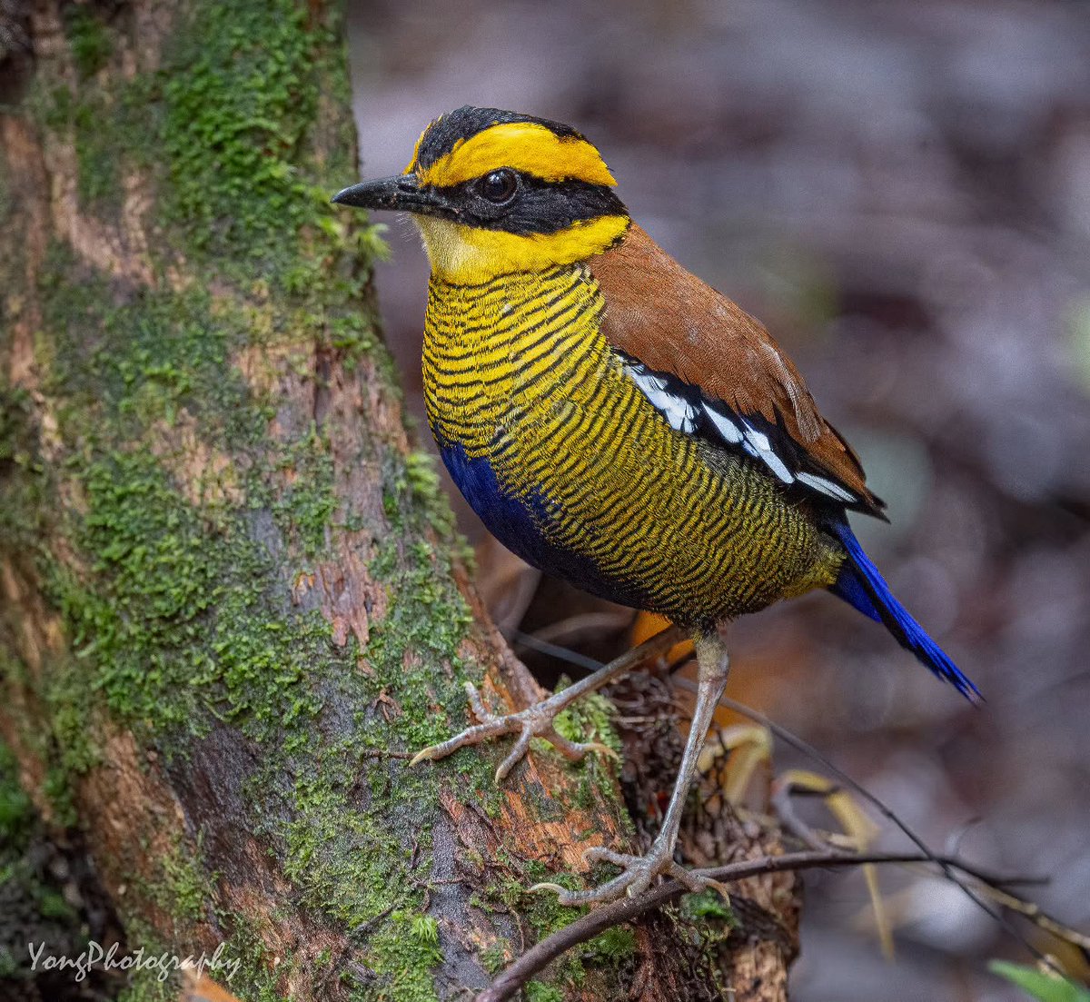 TheBatBotLab's tweet photo. Primary colors, no restraint🎨✨: Bornean banded pitta (Hydrornis schwaneri) forages in dim rainforest understory, where surprisingly bright plumage is often more visible to photographers than to predators🍃📸. Photo: Daniel Yong. #Biodiversity #Wildlife #Birds #Birding https://t.co/tmNNu9Pkog