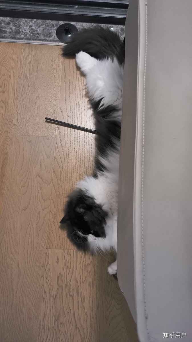 NickHb11's tweet photo. Just caught my intern trying to "fix" the office printer by using my phone to "remote control" it… turns out he tapped the wrong app and accidentally ordered 300+ copies of cat memes. Monday level: 1000 https://t.co/eSowmeXXP6